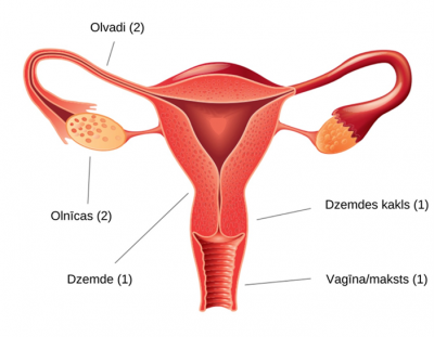 Sievietes reproduktīvie orgāni