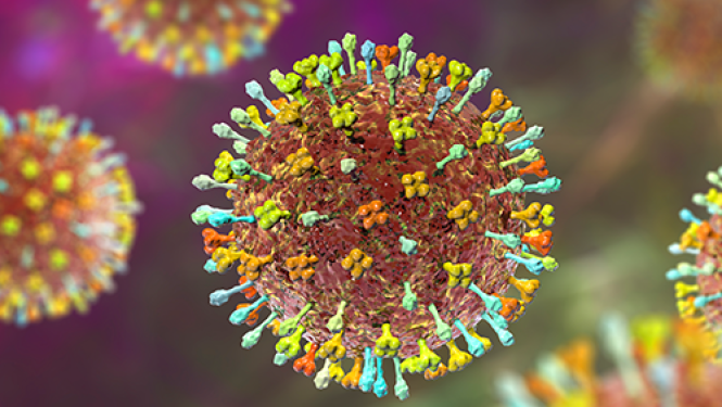 Nipah vīrusa attēls