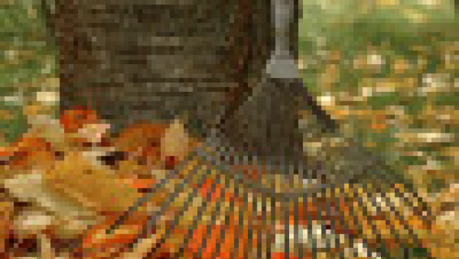 attēls