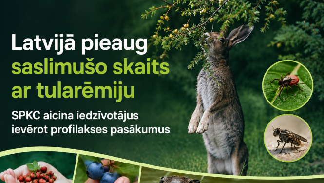Zaķis lec uz zaļa meža fona
