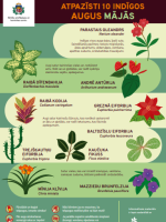 infografiks
