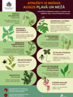 infografiks