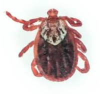 brūna ērce uz balta forna