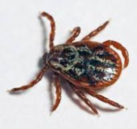 brūna ērce uz balta fona