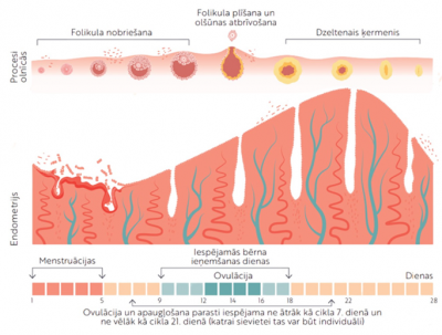 Ovulācija - shēma
