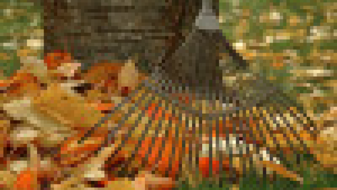 attēls