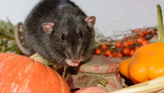 Zurka uz dārzeņiem grozā