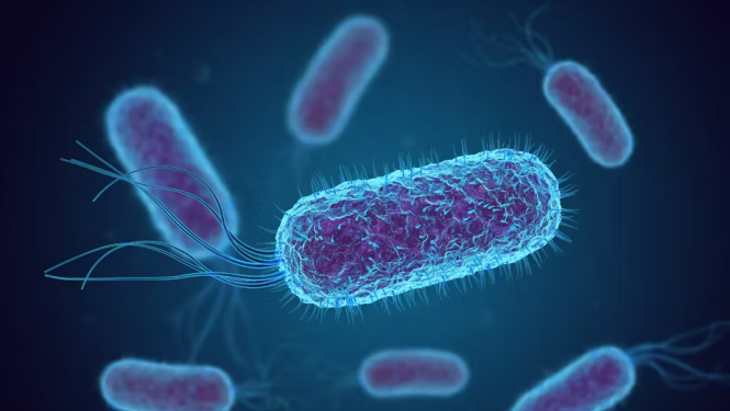 E.Coli