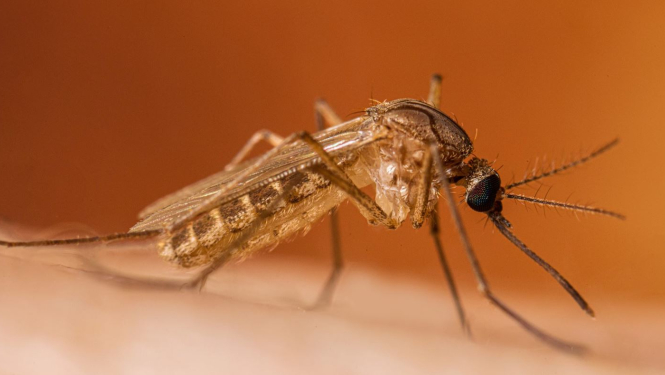 Ods tuvplānā uzlaidies uz cilvēka rokas