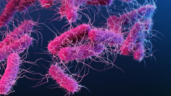E.Coli baktērija