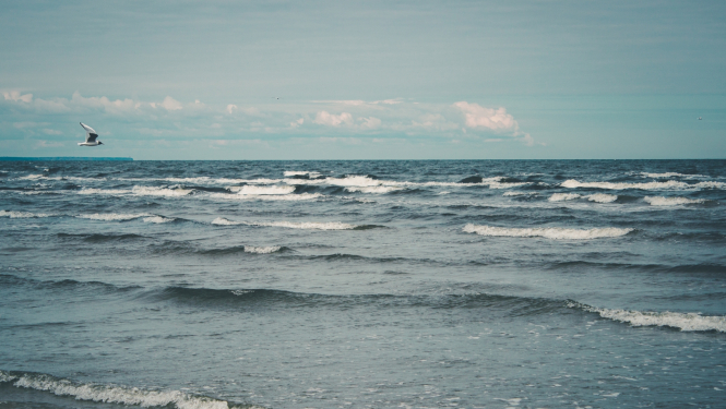 Jūra ar viļņiem, kaija lido