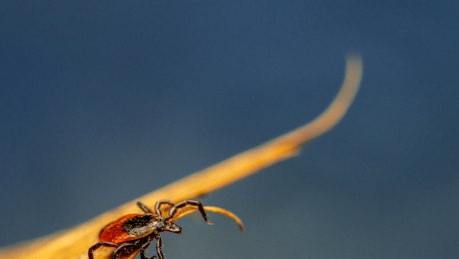 uz zila fona dzeltena lapa pa kuru rāpo ērce