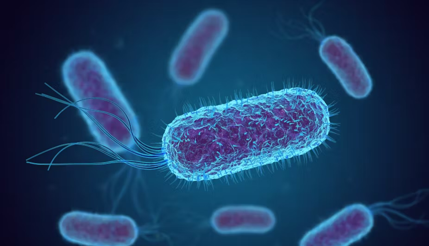 E.Coli