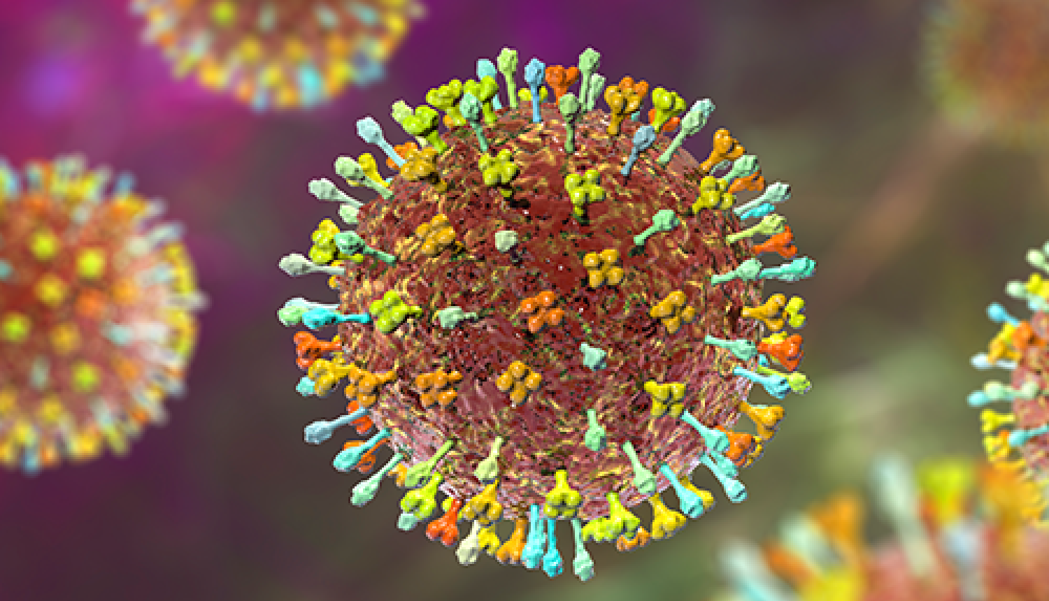 Nipah vīrusa attēls