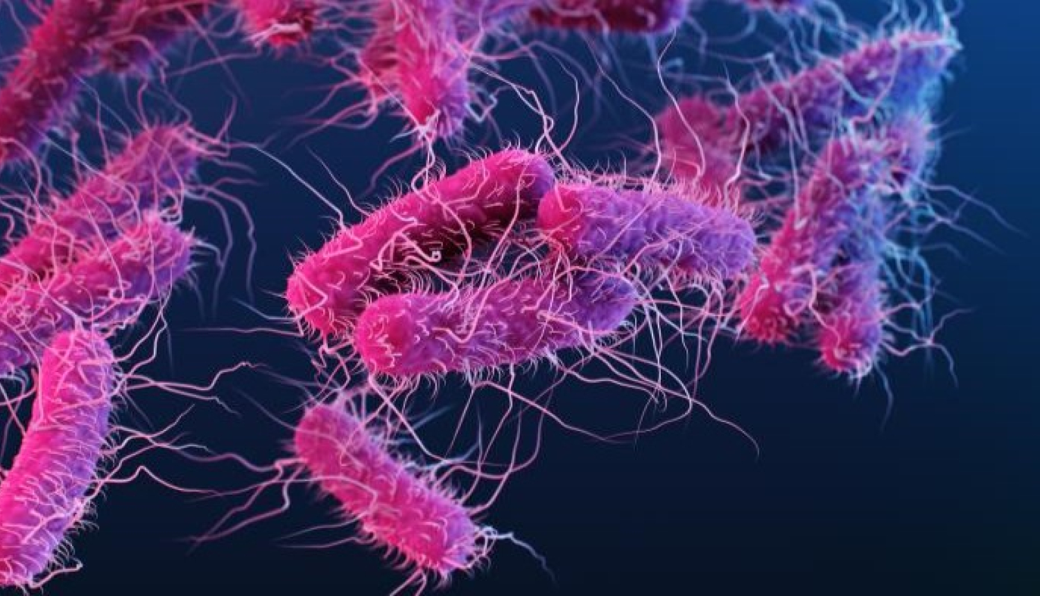 E.Coli baktērija