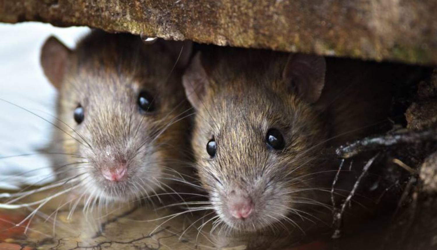 Divas brūnas peles ārā paslēpušās zem betona plāksnes