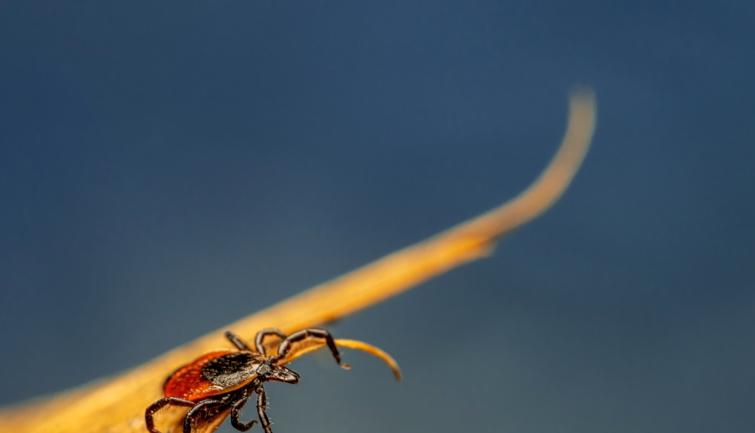 uz zila fona dzeltena lapa pa kuru rāpo ērce
