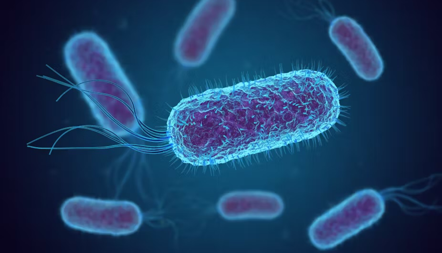 E.Coli
