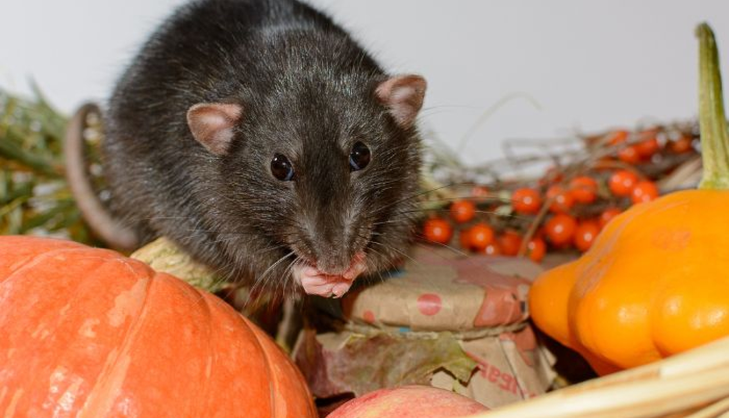 Zurka uz dārzeņiem grozā